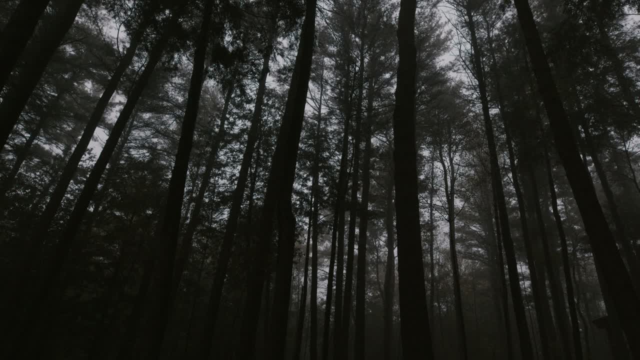 A dark, ominous, creepy, foggy shot of trees in a forest just before sunset