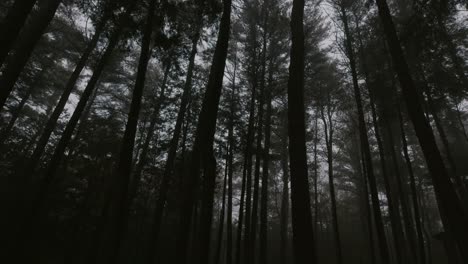 a dark, ominous, creepy, foggy shot of trees in a forest just before sunset