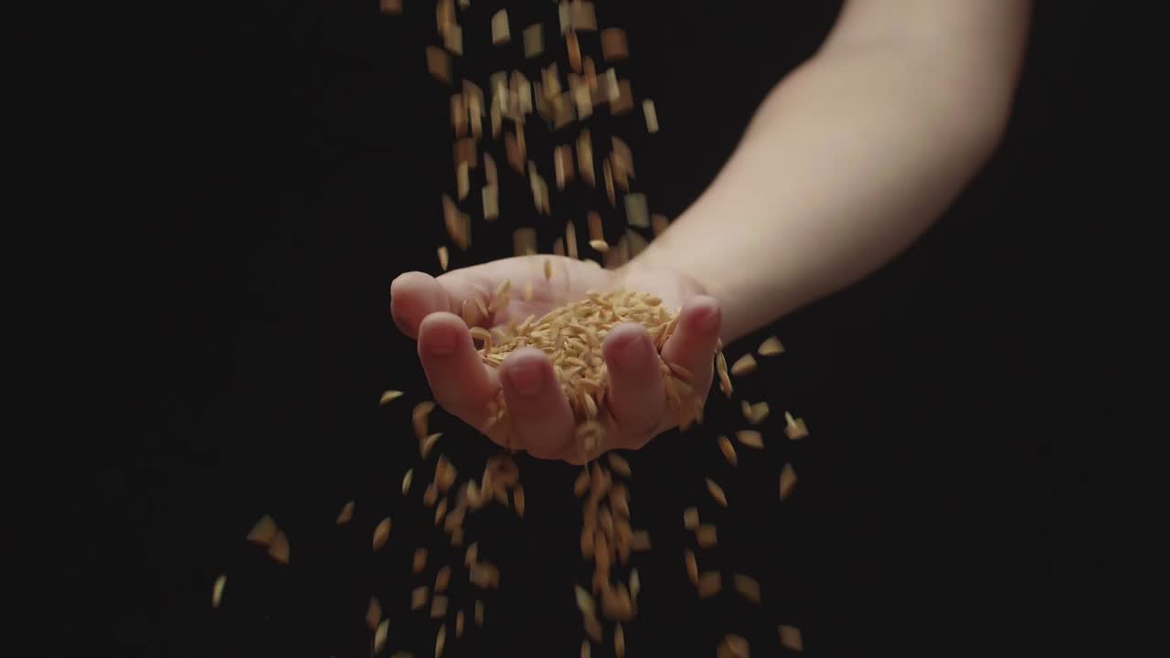 Rice Grain Is Poured From The Farmer'S Palm Into The Farmer'S Palm. Seeds Dropping From Someone'S Hands