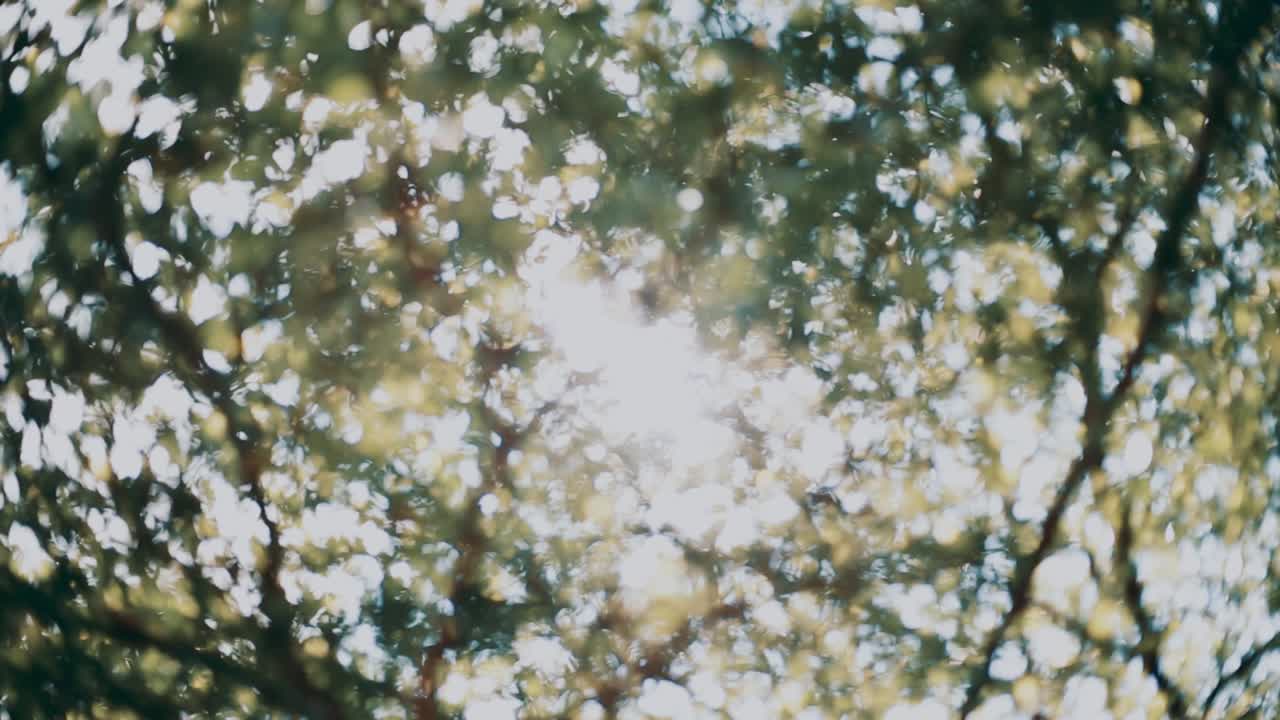 녹색 빛 보케 (bokeh) 와 빛 플레어 (sunflare)