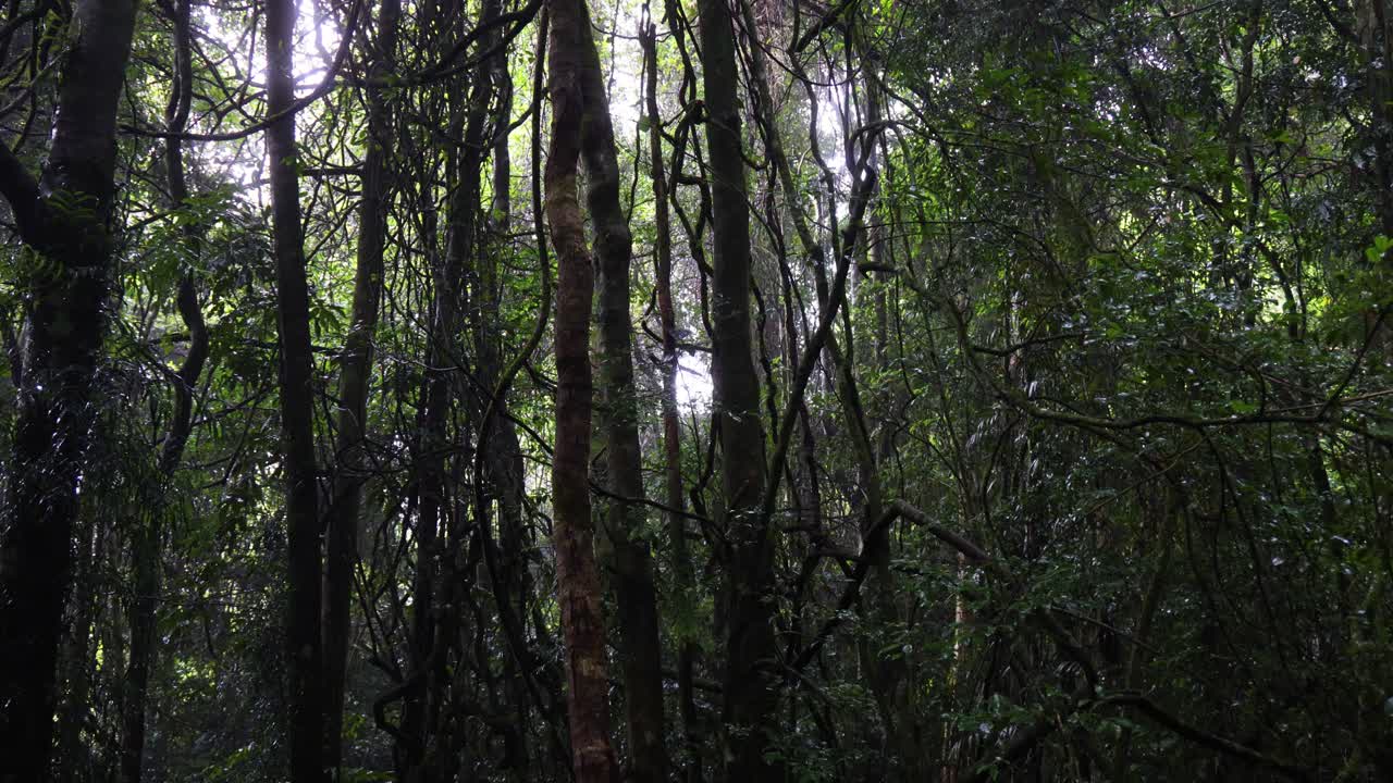 울창하고 푸른 숲의 풍경을 탐험합니다.
