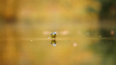 blue tit by the pond in autumn