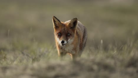 red fox in a field