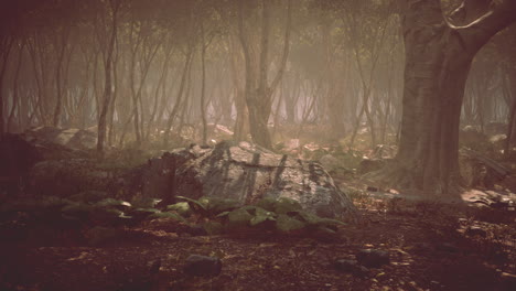 raíces de un árbol en un bosque brumoso