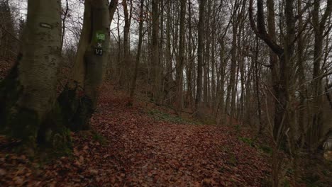 Ein-Pfad-Im-Wald