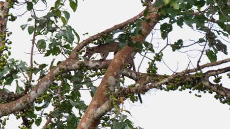 small-toothed palm civet arctogalidia trivirgata tail hanging as it is seen behind the branch of the fruiting tree then moves to the left while chewing a fruit in khao yai national park, thailand