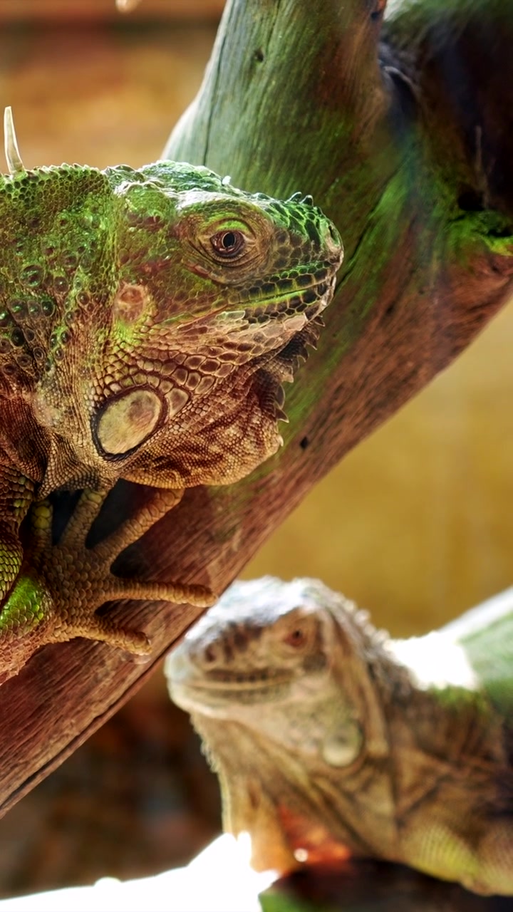 Primo piano di un'iguana verde che riposa su un ramo d'albero