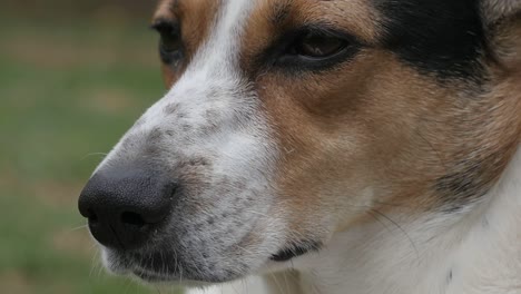 a dogs nostrils twitching and eyes blinking,close up and slow motion