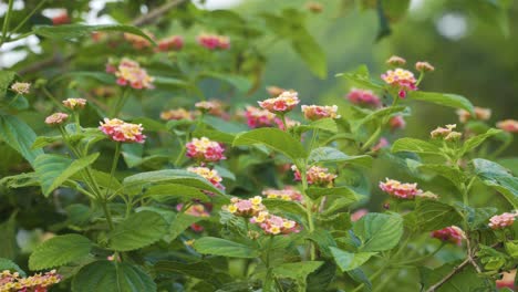 collection of small colorful flowers surrounded by green leafs moving in breeze