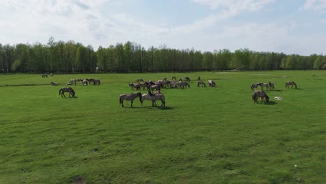 caballos salvajes y vacas auroxen corriendo en el campo del parque nacional de pope, letonia