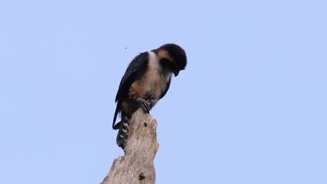 el falconet de muslo negro es una de las aves rapaces más pequeñas que se encuentran en los bosques de algunos países de asia