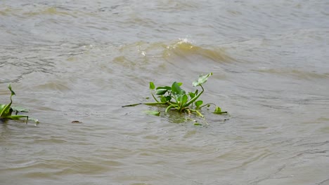 water hyacinth slowly floating on the surface of water