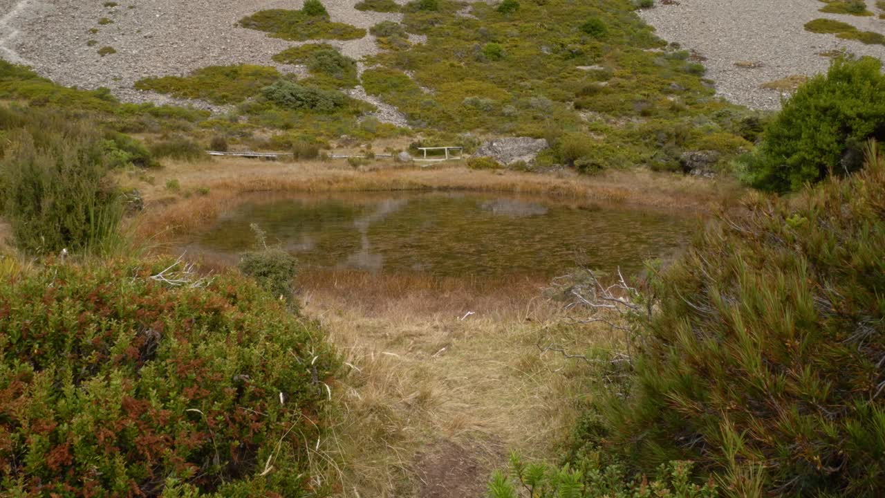 Trail Through The Forest, Red Tarns Track, Aoraki, South Island, New Zealand - Wide Shot