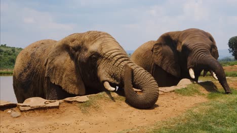 couple of elephants are eating from ground surface and near the water