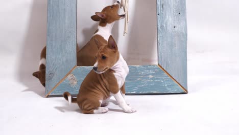 sweet puppy in front of blue wooden frame look at camera slow motion