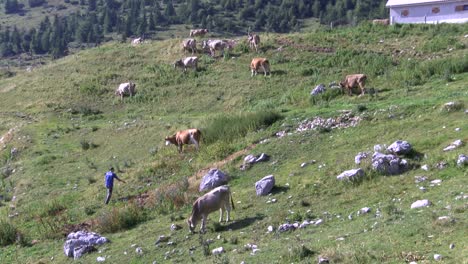 shepherd-walking-in-pasture-clapping-hands-gathering-cows-together,-wide-static-shot