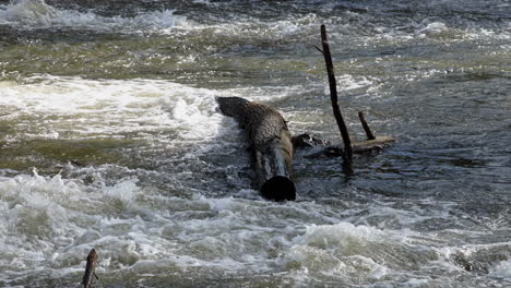 Flusswasser---Nahaufnahme-3