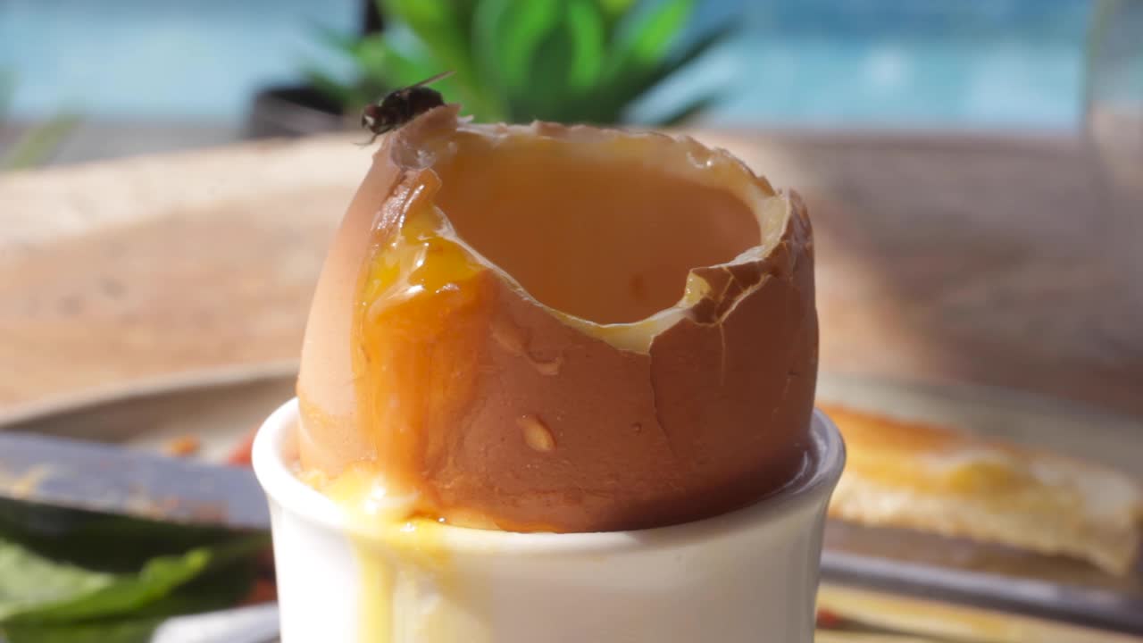 파리가 조사를 위해 위에 착륙할 때 콧물 노른자가 부드러운 삶은 계란 아래로 떨어집니다.