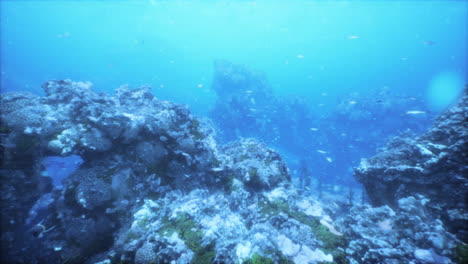 impresionante escena de arrecife de coral submarino