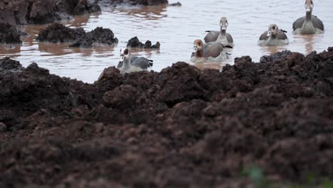 Egyptian-Geese-On-The-Waterhloles-In-Aberdare-National-Park,-Kenya,-East-Africa