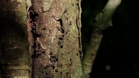 alejarse de este individuo como se ve en la corteza expuesta por el sol de la tarde en el bosque, el dragón volador de blanford, draco blanfordii, tailandia