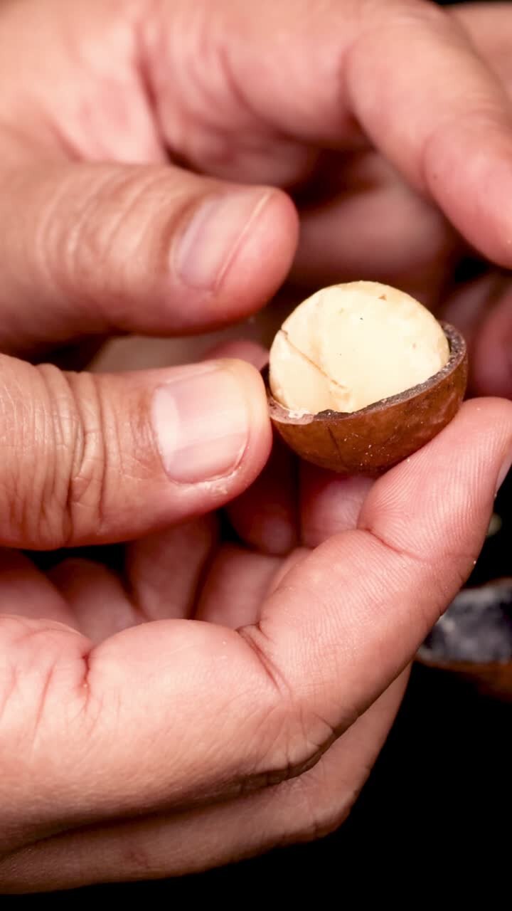 Hands cracking and revealing macadamia nuts