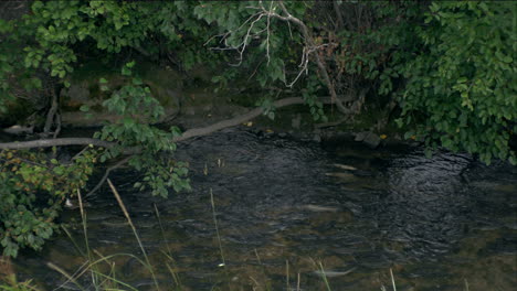 Several-Alaskan-Salmon-swim-in-a-clear,-calm,-stream