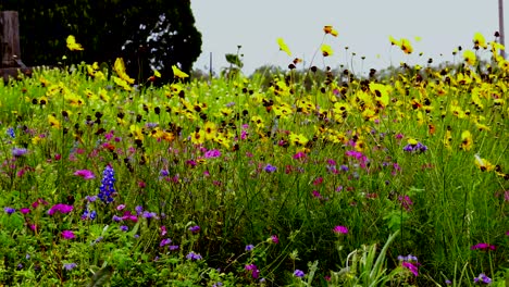 Panorámica-Vista-De-Cerca-De-Flores-Silvestres-En-Un-Cementerio