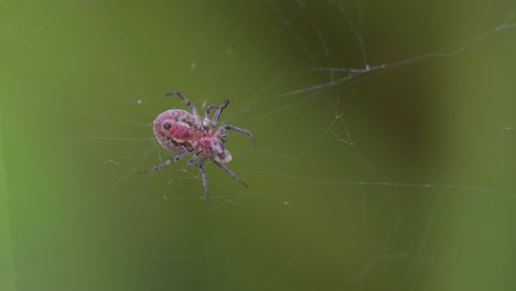 primer plano de una araña versicolor alpaida alimentándose de un díptero