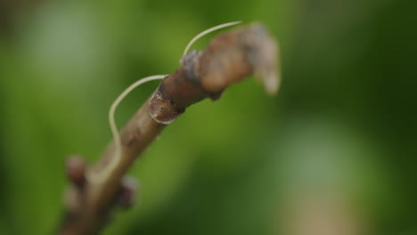 靜態宏圖 爬上棕色小樹枝的 nematode