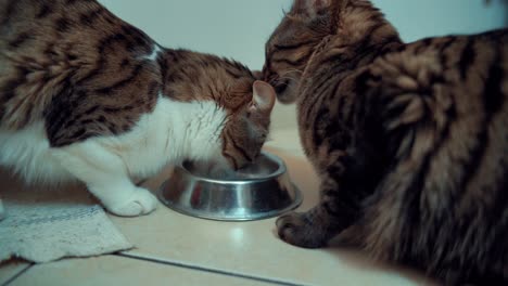 a close up shot of two maine coon white, black and brown tiger colors fluffy cats, drinking milk together of a metal bawl, licking each others head, home pet, slow motion 4k video