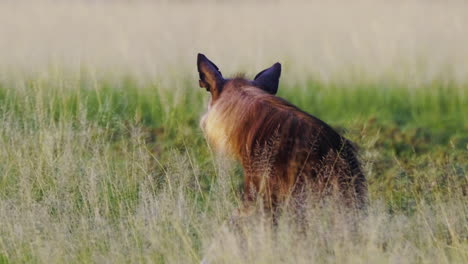 Braune-Hyäne-Ernährt-Sich-Von-Einem-Kadaver-Und-Blickt-Auf-Etwas-In-Der-Ferne