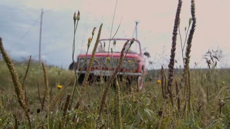 red car in a field