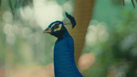 peacock's head close-up