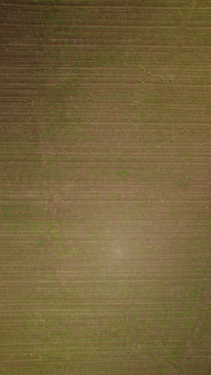 High altitude view of ripe watermelons scattered in a huge field, ready for picking - Vertical video