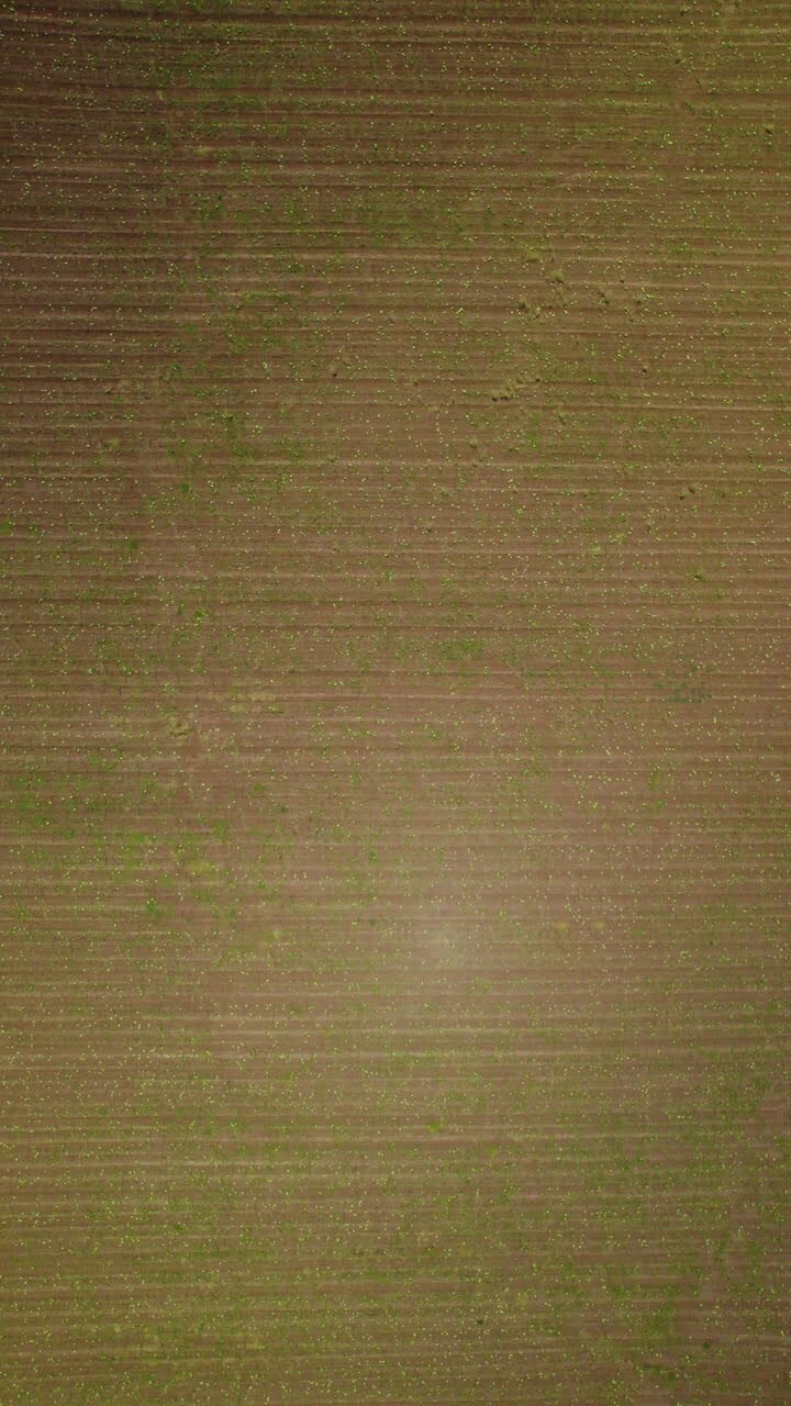 High altitude view of ripe watermelons scattered in a huge field, ready for picking - Vertical video