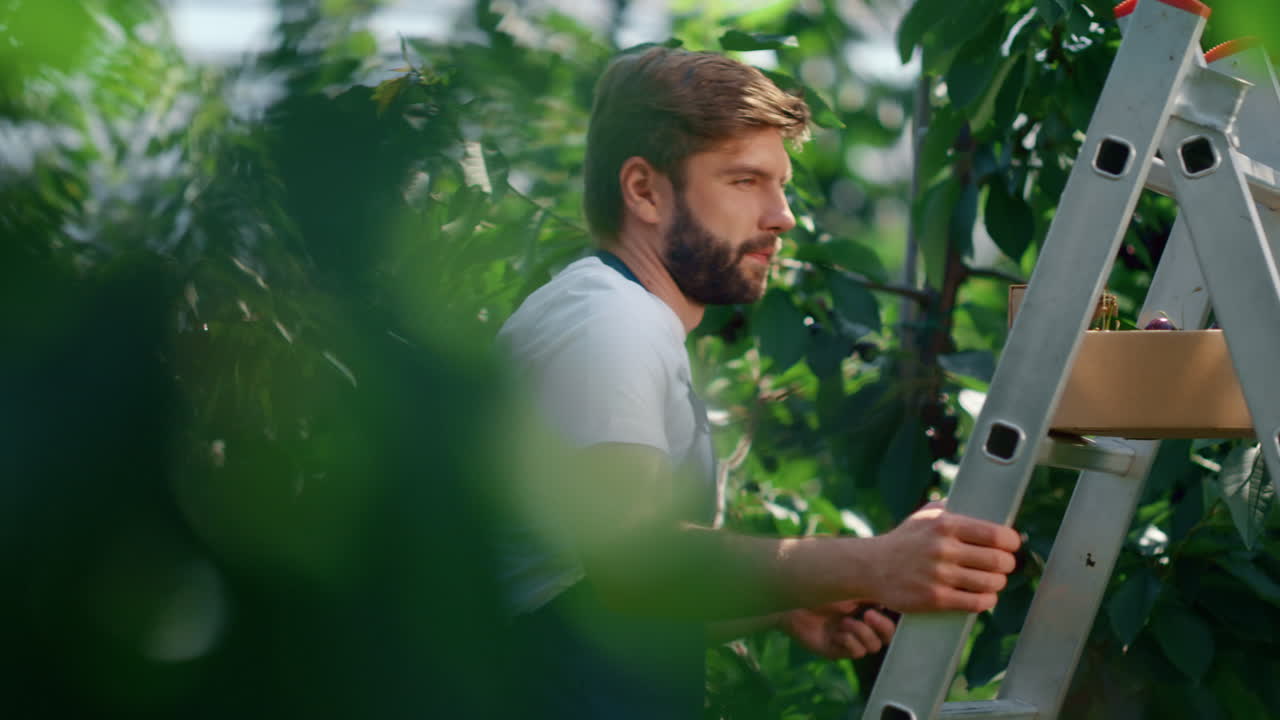 trabajador agrícola cosechando cerezas de los árboles en un tranquilo jardín de verano