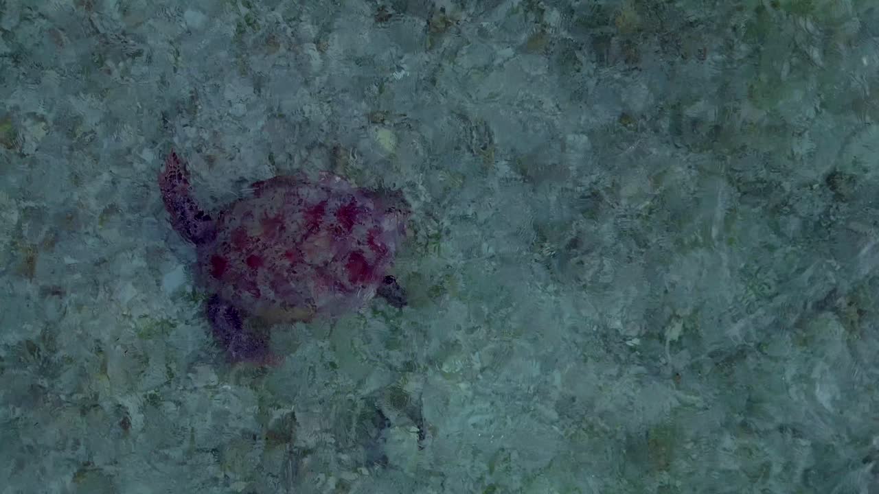 close up drohn Sea turtle swimming calmly in clear water over a sandy and coral seabed, viewed from an aerial perspective. Best aerial view drone camera pointing down