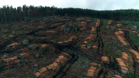 deforestation aerial view. natural disaster