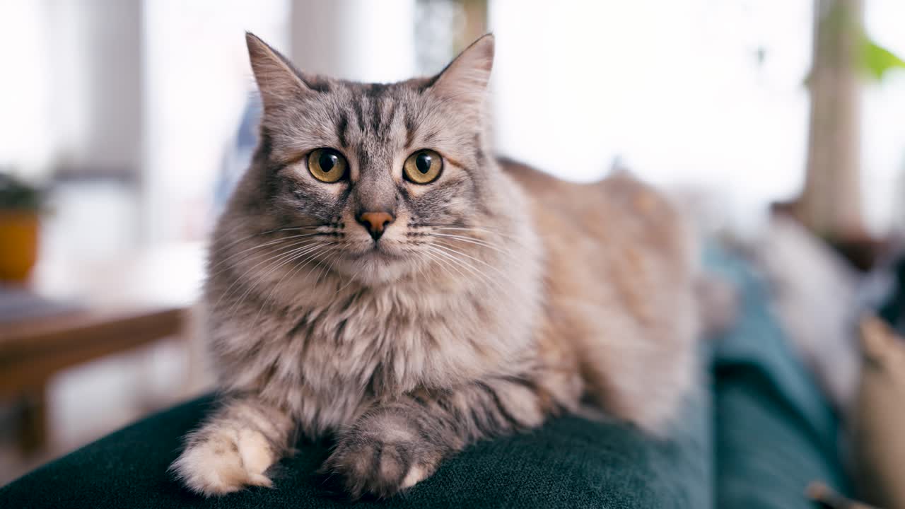 Gatto soriano morbido e curioso che riposa serenamente su un divano