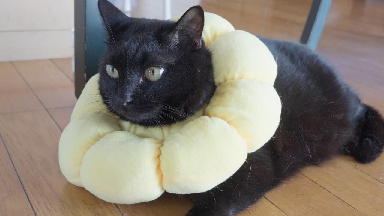 A close-up, eye-level shot of a black cat wearing a soft, yellow, stuffed collar