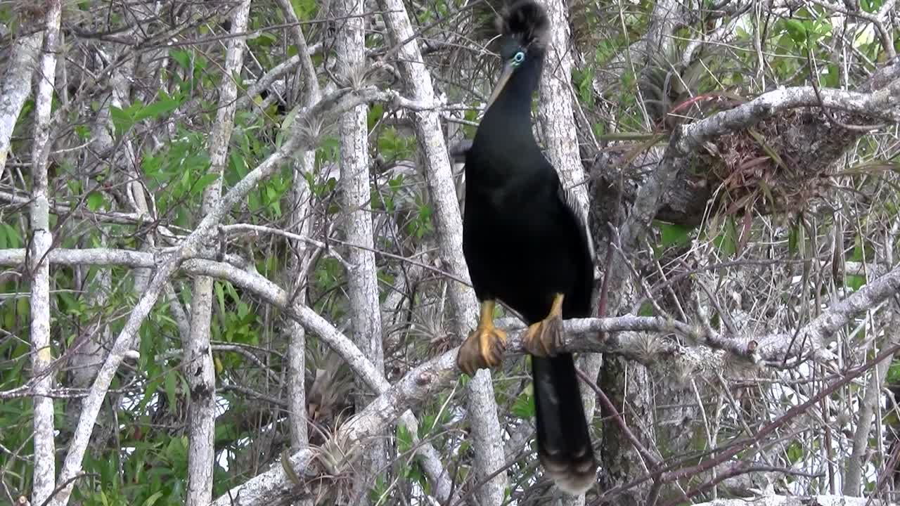에버글레이즈의 아름다운 검은 이비스 새 3