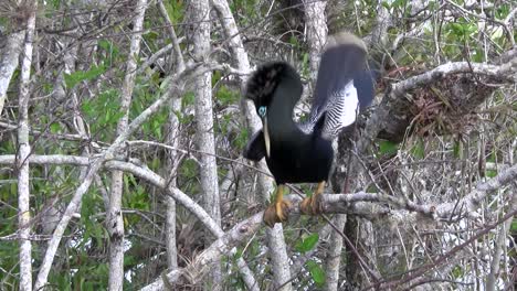 hermoso pájaro ibis negro en los everglades 3