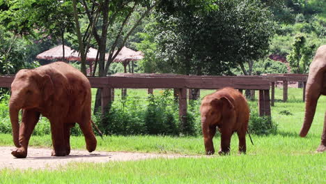 Elephants-walking-along-a-fence-in-slow-motion