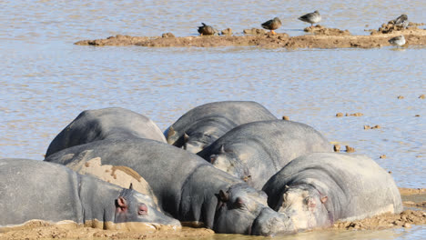 Hippopotamus-relaxing-in-muddy-water-4k