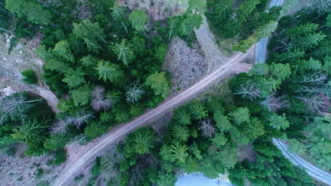 Aerial-top-down-view-of-tall-pine-and-spruce-tree-evergreen-forest