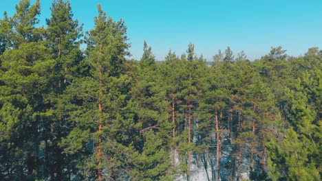 green endless pine forests against red and blue buildings