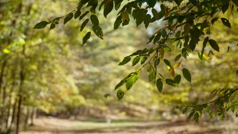 Green-and-yellow-leaves-of-tree-in-early-autumn-sunlight-and-breeze