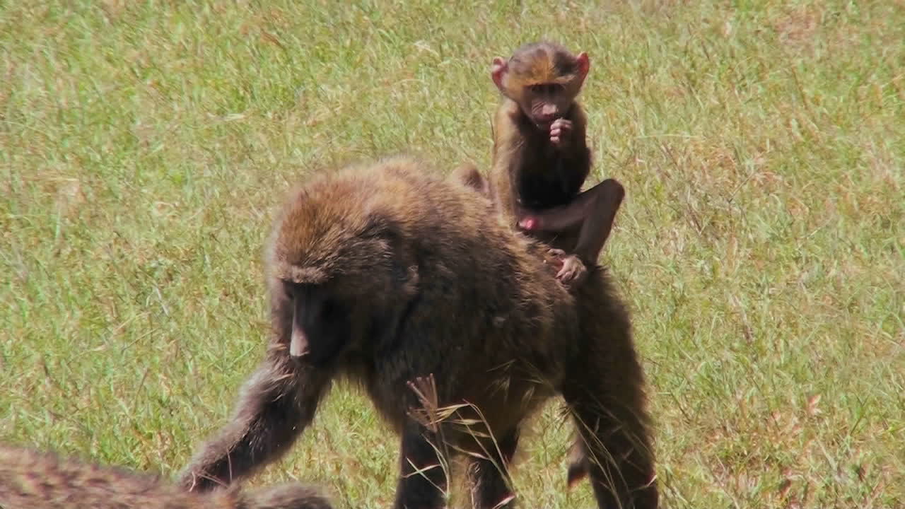 un bebé babuino cabalga sobre la espalda de su madre