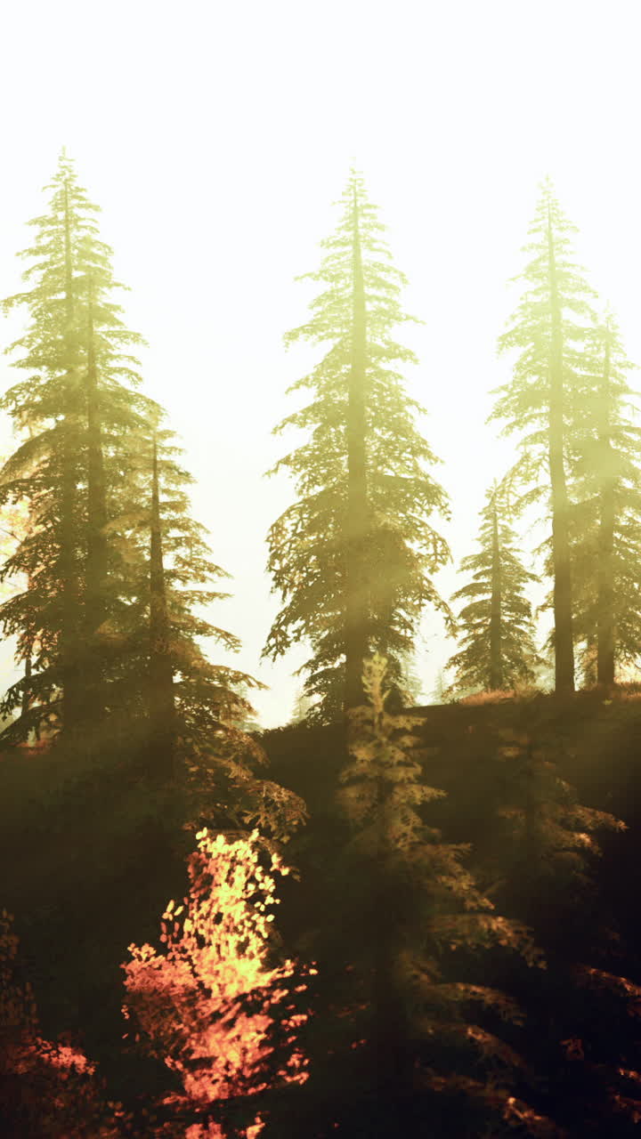 소나무 숲 에서 안개 가 가득 한 해가 뜨는 것